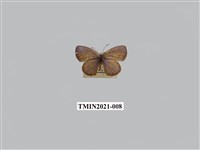 藏品(綺灰蝶)的圖片